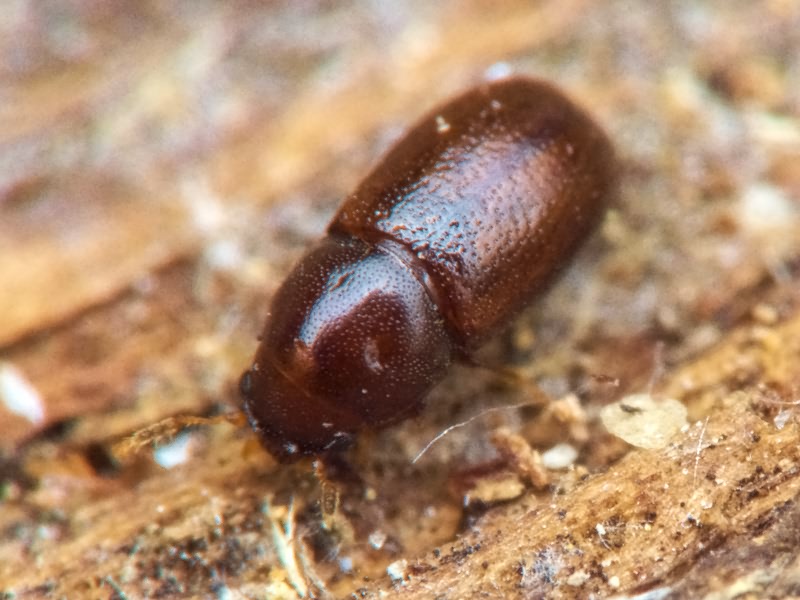 Cis jacquemartii Mellie, 1848